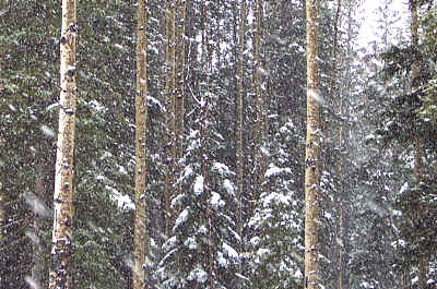 snow, santa fe ski basin.