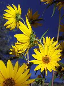 sunflowers, september 2002.